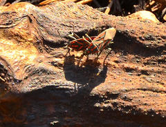 Spilostethus rivularis