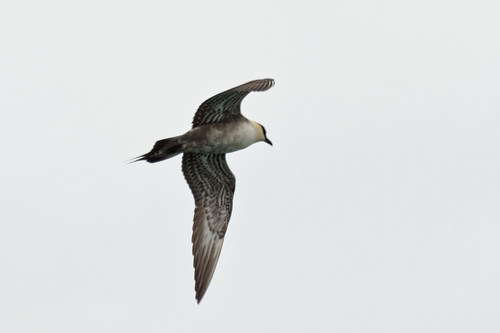 Págalo rabero (Stercorarius longicaudus)