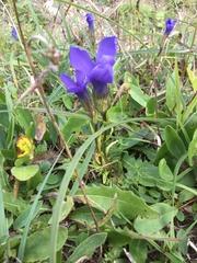 Gentianopsis ciliata ciliata