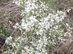 Colletieae
