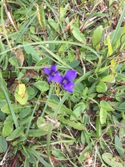 Gentianopsis ciliata ciliata