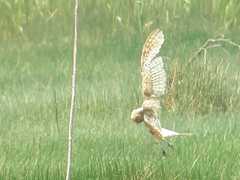 Tyto alba stertens