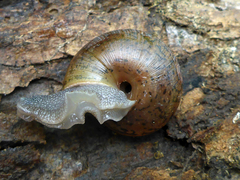 Helminthoglypta contracostae