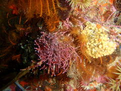 Amphiroa ephedraea