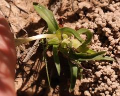 Moraea versicolor
