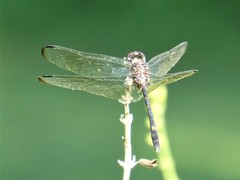 Dythemis velox