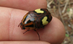 Pedinorrhina trivittata