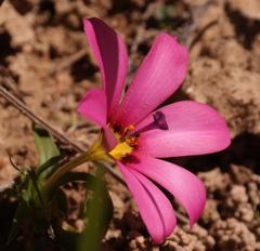 Moraea versicolor