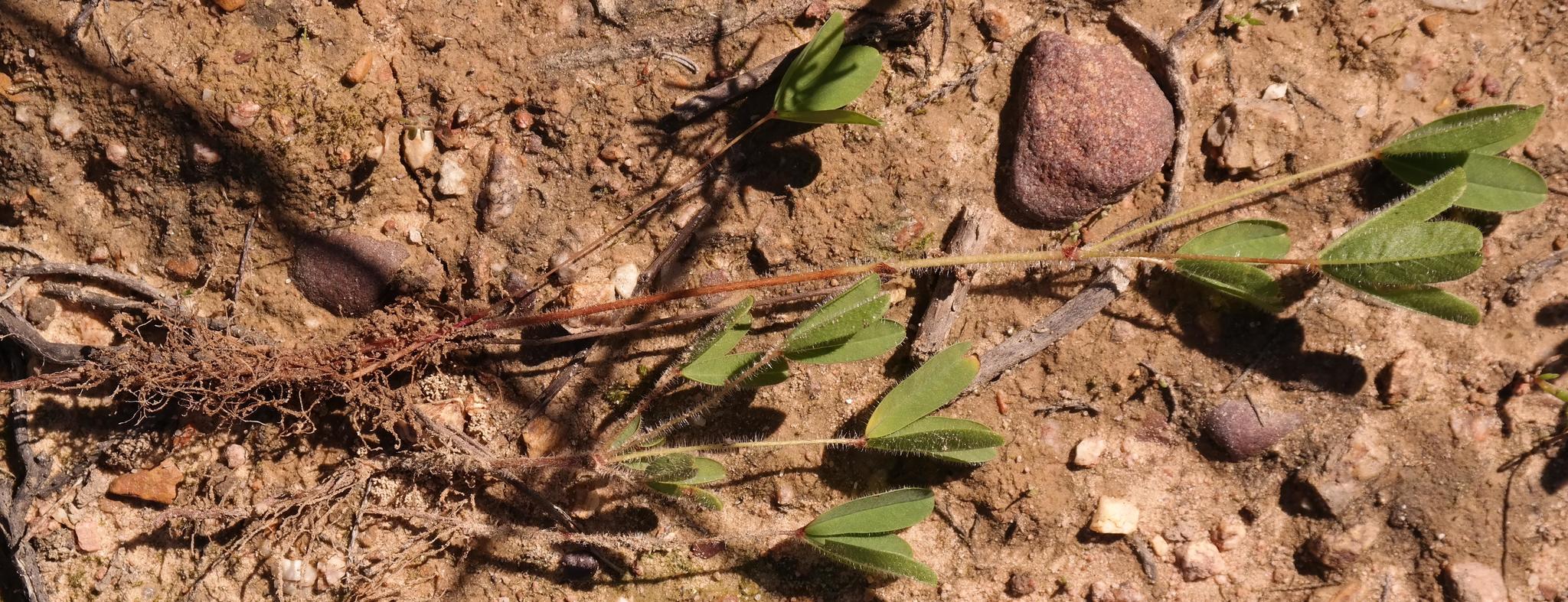 Oxalis adspersa Eckl. & Zeyh.