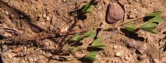 Oxalis adspersa