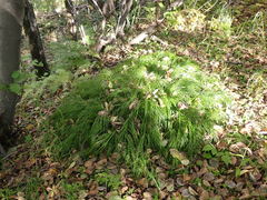 Carex pediformis macroura