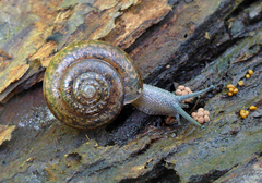 Helminthoglypta contracostae