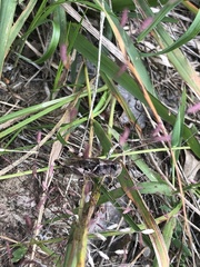 Melanoplus fasciatus