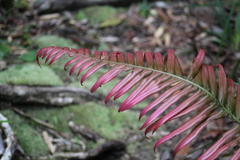 Blechnum attenuatum