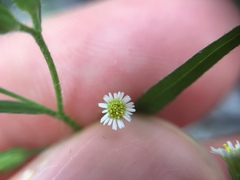 Erigeron canadensis