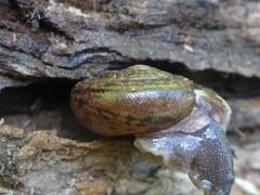 Helminthoglypta contracostae