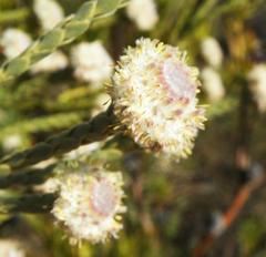 Leucadendron dubium