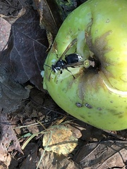 Dolichovespula maculata