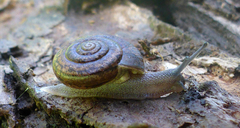 Helminthoglypta contracostae