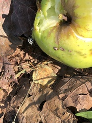 Dolichovespula maculata