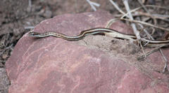 Psammophis subtaeniatus
