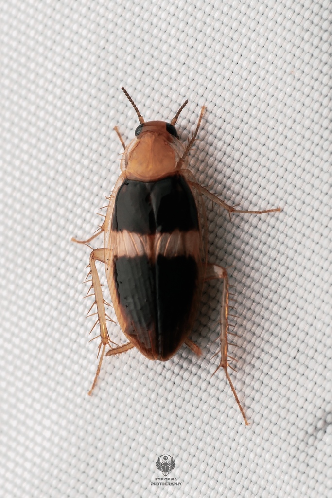 Anaplecta vittata