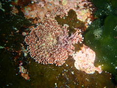Amphiroa