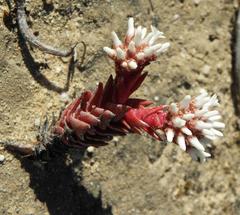 Crassula alpestris