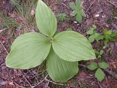 Cypripedium reginae