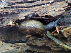 Helminthoglypta contracostae