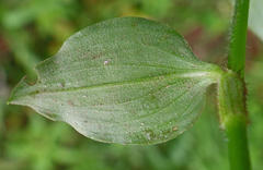 Commelina benghalensis