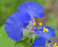 Commelina benghalensis