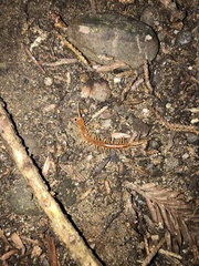 Scolopocryptops spinicaudus