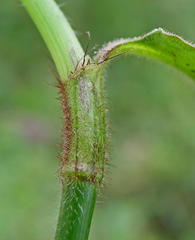 Commelina benghalensis