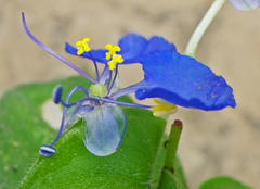 Commelina benghalensis