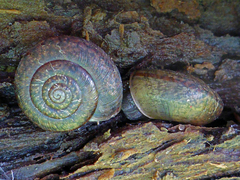 Helminthoglypta contracostae