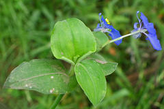 Commelina benghalensis
