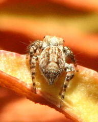 Carrhotus singularis