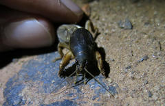 Gryllotalpa africana