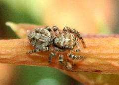 Carrhotus singularis