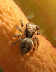 Carrhotus singularis