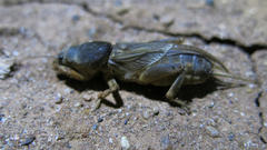 Gryllotalpa africana