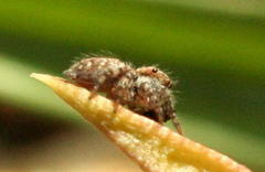 Carrhotus singularis