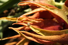 Carrhotus singularis