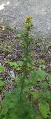 Solidago virgaurea virgaurea