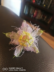 Passiflora