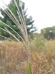 Miscanthus sacchariflorus