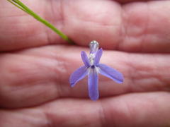 Lobelia setacea
