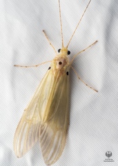 Polymorphanisus fuscus