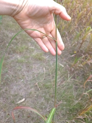 Miscanthus sacchariflorus